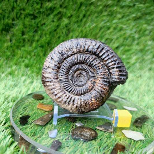 Ammonite Fossil North Yorkshire Jurassic coast