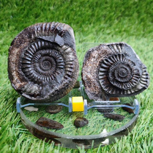 Ammonite fossil split pair Kettleness Yorkshire Jurassic coast