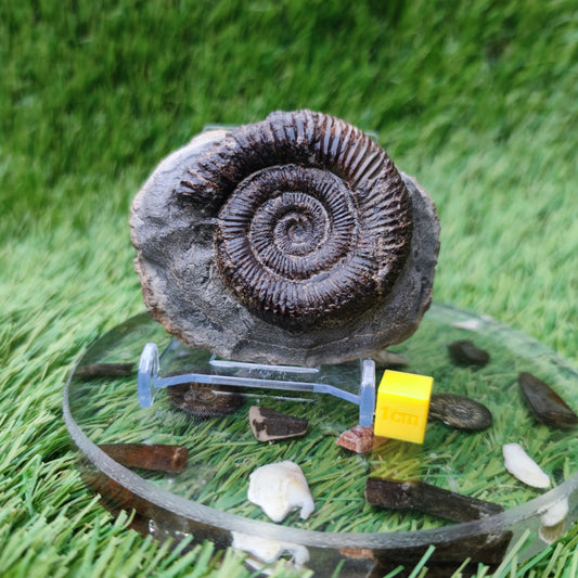 Dactylioceras ammonite fossil Yorkshire UK