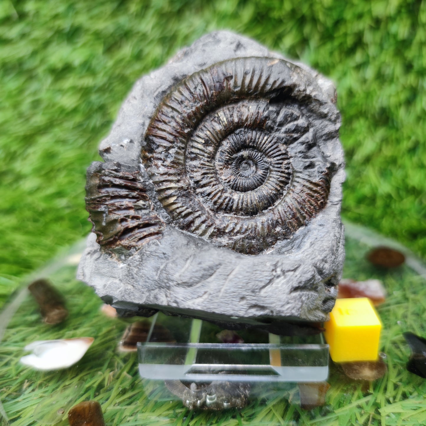 Fossil ammonite dactylioceras Yorkshire