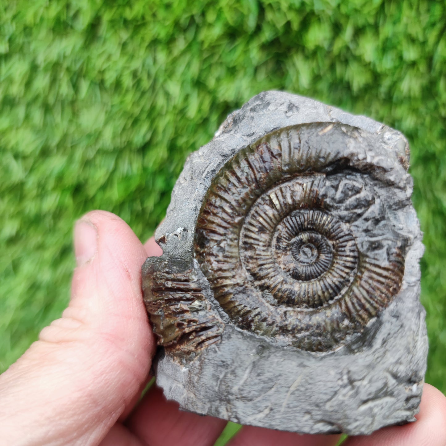 Fossil ammonite dactylioceras Yorkshire