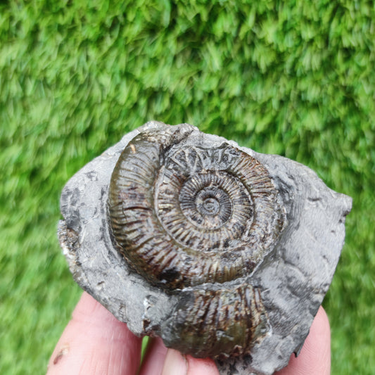 Fossil ammonite dactylioceras Yorkshire