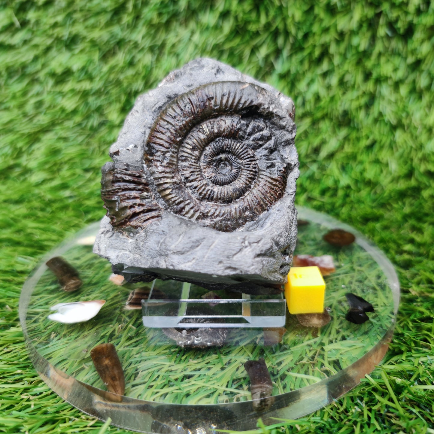 Fossil ammonite dactylioceras Yorkshire