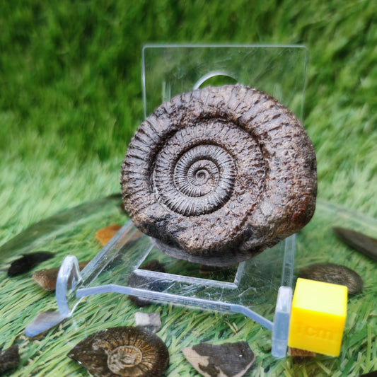 Dactylioceras ammonite fossil Yorkshire
