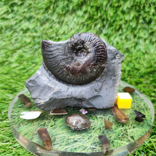 Your Fossil cleviceras ammonite Whitby