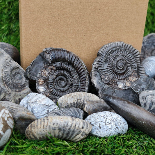 Children's Fossil Box