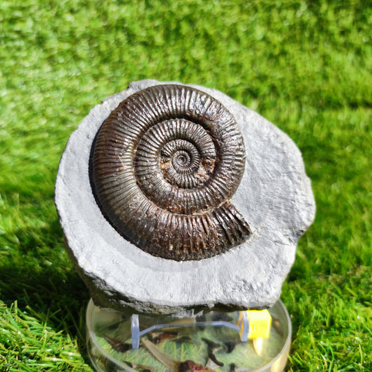 Zugodactylites ammonite fossil Yorkshire UK